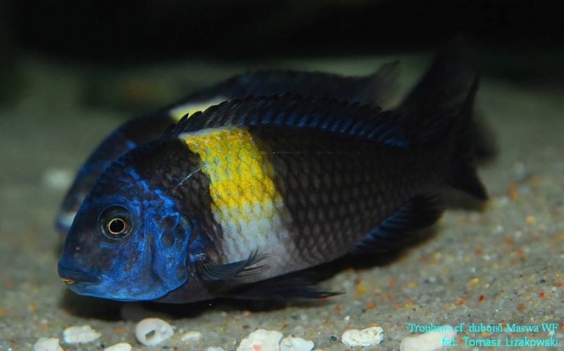 Tropheus duboisi 'Cape Kabogo'